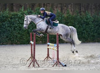 KWPN, Merrie, 11 Jaar, 168 cm, Schimmel