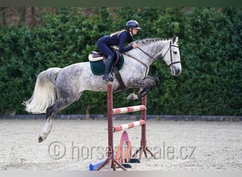 KWPN, Merrie, 11 Jaar, 168 cm, Schimmel