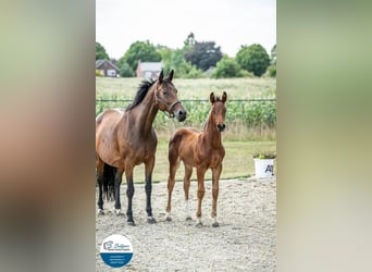 KWPN, Merrie, 11 Jaar, 169 cm, Bruin