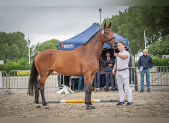KWPN, Merrie, 11 Jaar, 169 cm, Bruin