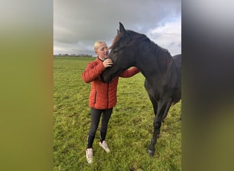KWPN, Merrie, 11 Jaar, 169 cm, Roodbruin
