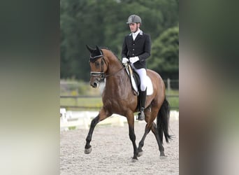 KWPN, Merrie, 11 Jaar, 170 cm, Bruin