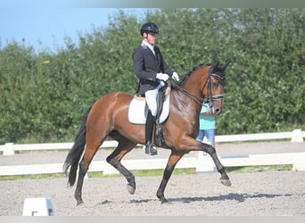 KWPN, Merrie, 11 Jaar, 170 cm, Bruin