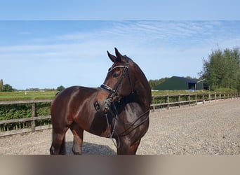 KWPN, Merrie, 11 Jaar, 170 cm, Donkerbruin