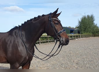 KWPN, Merrie, 11 Jaar, 170 cm, Donkerbruin