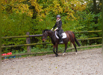 KWPN, Merrie, 11 Jaar, 170 cm