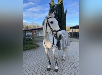 KWPN, Merrie, 11 Jaar, 170 cm, Schimmel