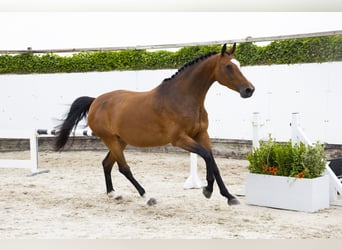 KWPN, Merrie, 11 Jaar, 171 cm, Bruin