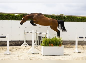 KWPN, Merrie, 11 Jaar, 171 cm, Bruin