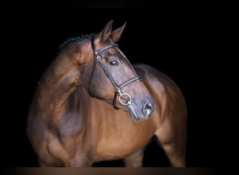 KWPN, Merrie, 11 Jaar, 172 cm, Donkerbruin