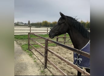 KWPN, Merrie, 11 Jaar, 172 cm, Zwartbruin