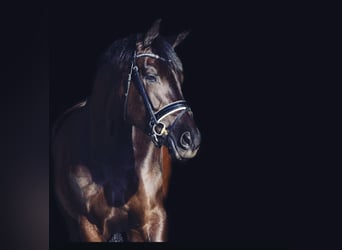 KWPN, Merrie, 11 Jaar, 172 cm, Zwartbruin