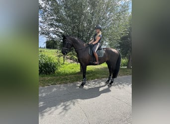 KWPN, Merrie, 11 Jaar, 172 cm, Zwartbruin