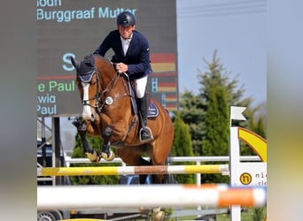 KWPN, Merrie, 11 Jaar, 173 cm, Bruin