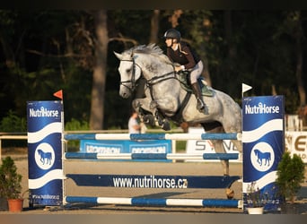 KWPN, Merrie, 11 Jaar, 173 cm, Schimmel