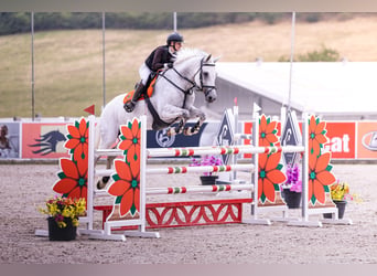 KWPN, Merrie, 11 Jaar, 173 cm, Schimmel