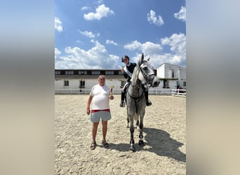 KWPN, Merrie, 11 Jaar, 173 cm, Schimmel