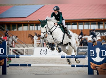 KWPN, Merrie, 11 Jaar, 173 cm, Schimmel