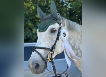 KWPN, Merrie, 11 Jaar, 173 cm, Schimmel
