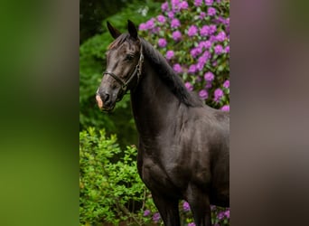 KWPN, Merrie, 11 Jaar, Zwart