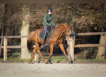 KWPN, Merrie, 12 Jaar, 161 cm, Vos