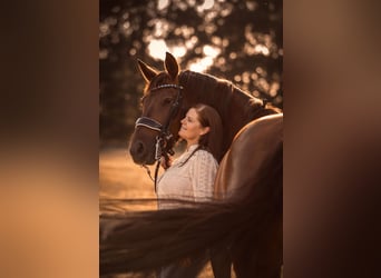 KWPN, Merrie, 12 Jaar, 162 cm, Donkere-vos