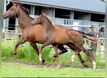 KWPN, Merrie, 12 Jaar, 162 cm, Donkere-vos