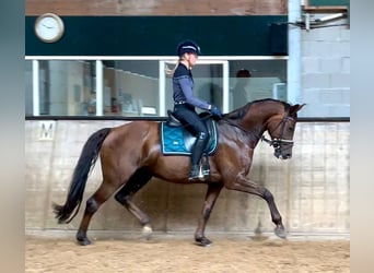 KWPN, Merrie, 12 Jaar, 162 cm, Donkere-vos