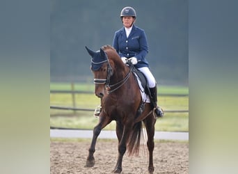 KWPN, Merrie, 12 Jaar, 162 cm, Donkere-vos