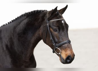 KWPN, Merrie, 12 Jaar, 164 cm, Bruin