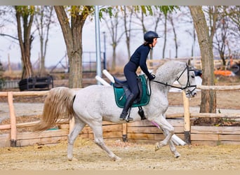 KWPN Mix, Merrie, 12 Jaar, 165 cm, Appelschimmel