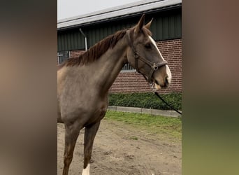 KWPN, Merrie, 12 Jaar, 165 cm, Donkere-vos