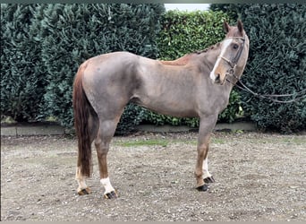 KWPN, Merrie, 12 Jaar, 165 cm, Donkere-vos