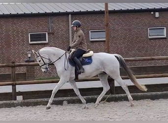 KWPN, Merrie, 12 Jaar, 166 cm, Schimmel
