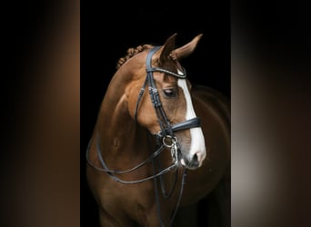 KWPN, Merrie, 12 Jaar, 166 cm, Vos