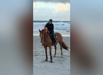 KWPN, Merrie, 12 Jaar, 166 cm, Vos