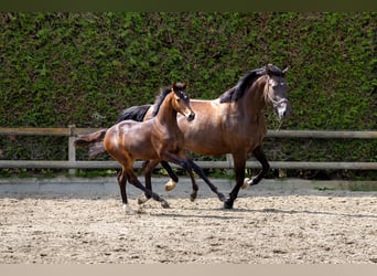 KWPN, Merrie, 12 Jaar, 168 cm, Zwart