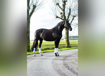 KWPN, Merrie, 12 Jaar, 168 cm, Zwart