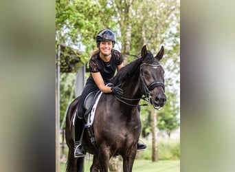 KWPN, Merrie, 12 Jaar, 168 cm, Zwart