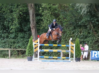 KWPN, Merrie, 12 Jaar, 169 cm, Bruin