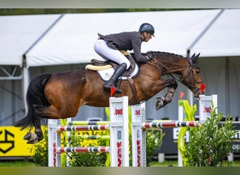 KWPN, Merrie, 12 Jaar, 170 cm, Bruin