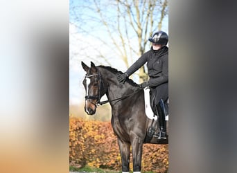 KWPN, Merrie, 12 Jaar, 172 cm, Roodbruin