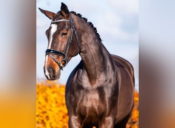 KWPN, Merrie, 12 Jaar, 172 cm, Roodbruin