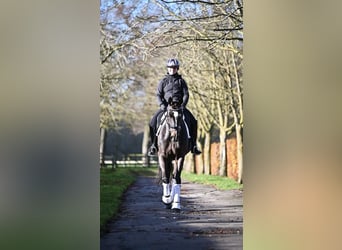 KWPN, Merrie, 12 Jaar, 172 cm, Roodbruin