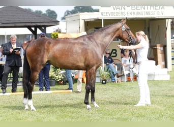 KWPN, Merrie, 12 Jaar, 173 cm, Donkerbruin