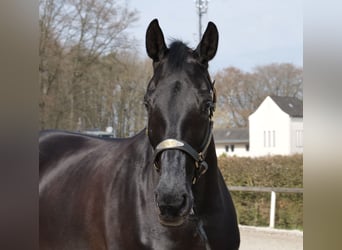 KWPN, Merrie, 12 Jaar, 175 cm, Zwart