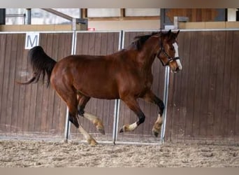 KWPN, Merrie, 12 Jaar, Bruin