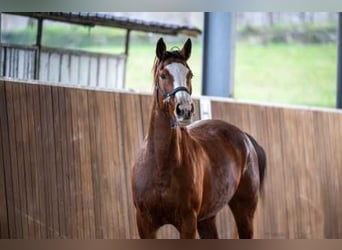 KWPN, Merrie, 12 Jaar, Bruin