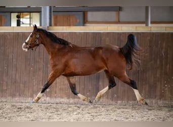 KWPN, Merrie, 12 Jaar, Bruin