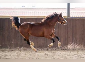 KWPN, Merrie, 12 Jaar, Bruin